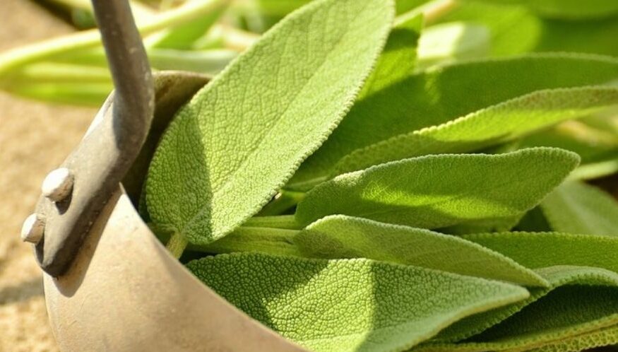 La Salvia: Más que Una Especia, un Remedio Natural